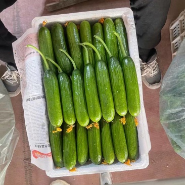 水果黄瓜