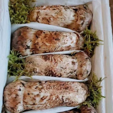 松茸
