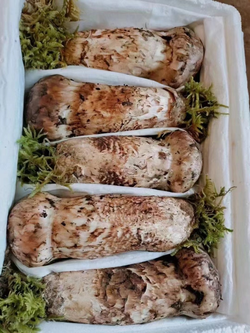 松茸
