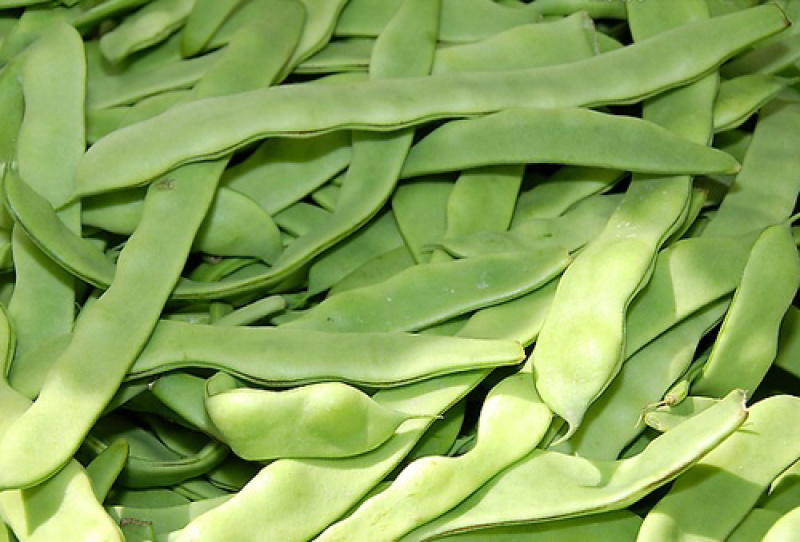 扁豆刀豆芸豆无筋豆四季豆产地直销大量供应一件代发