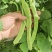 扁豆刀豆芸豆无筋豆四季豆产地直销大量供应一件代发