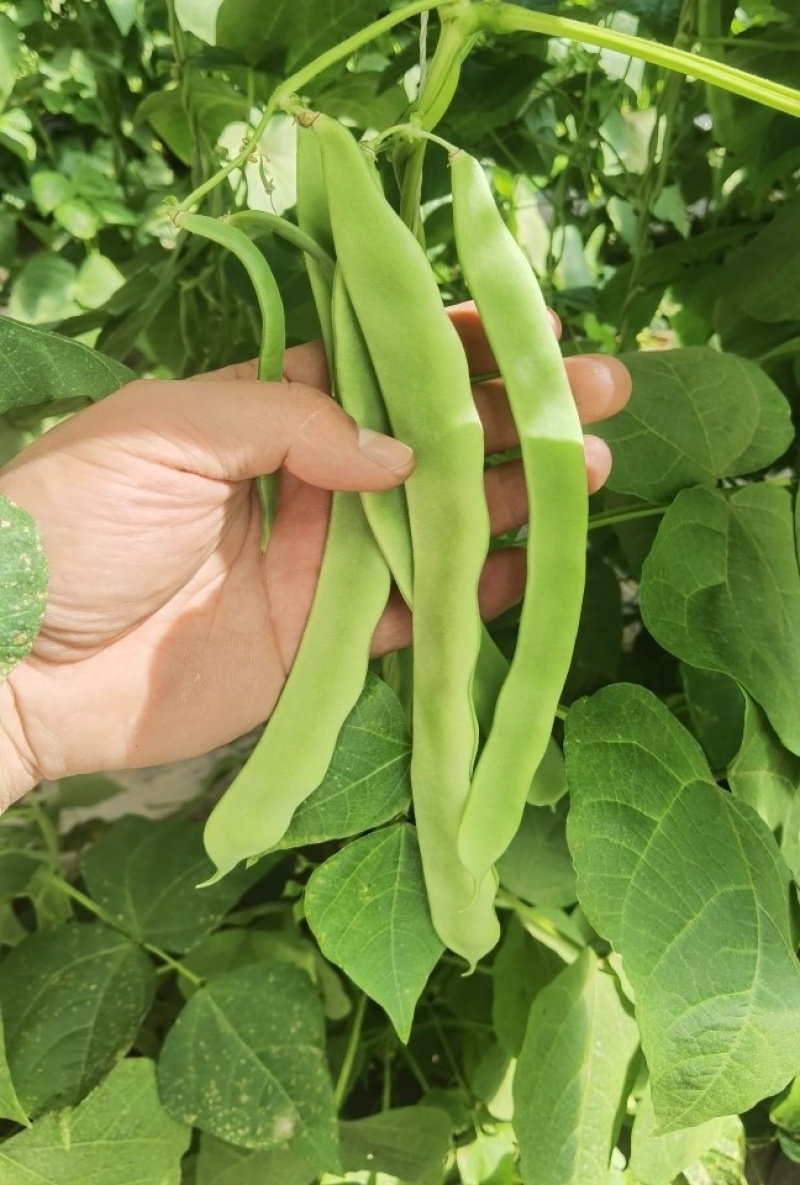 扁豆刀豆芸豆无筋豆四季豆产地直销大量供应一件代发