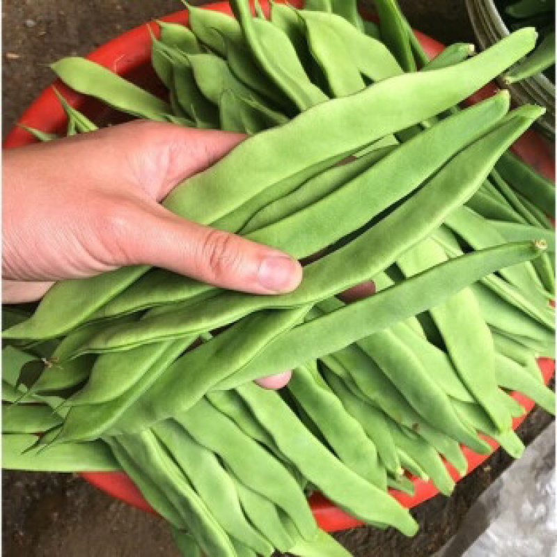 扁豆刀豆芸豆无筋豆四季豆产地直销大量供应一件代发