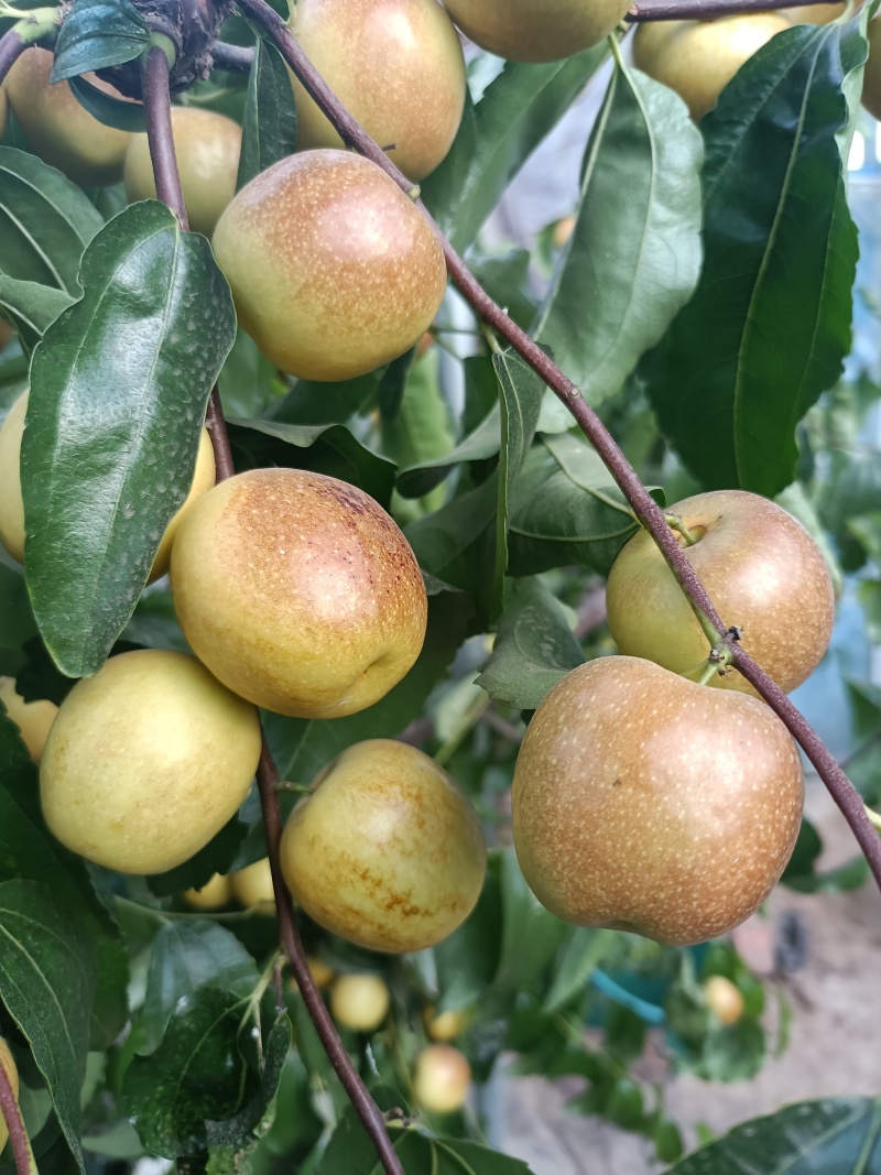 陕西大荔县冬枣甜脆枣