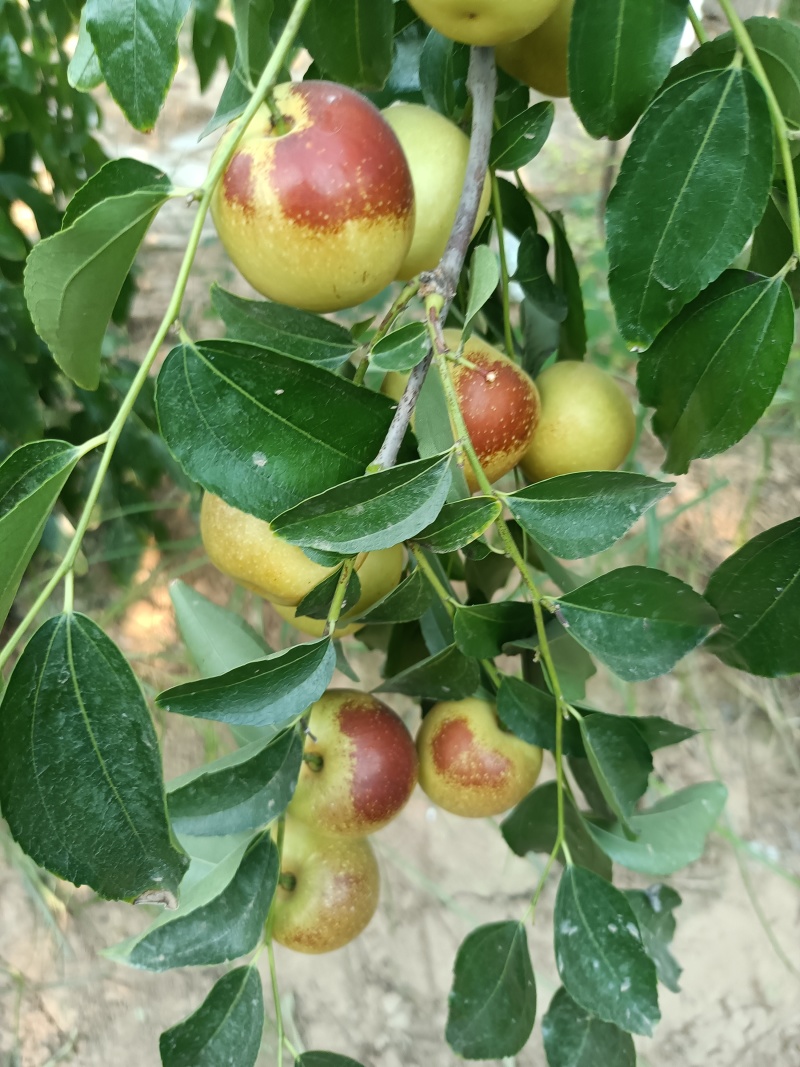 陕西大荔县冬枣甜脆枣