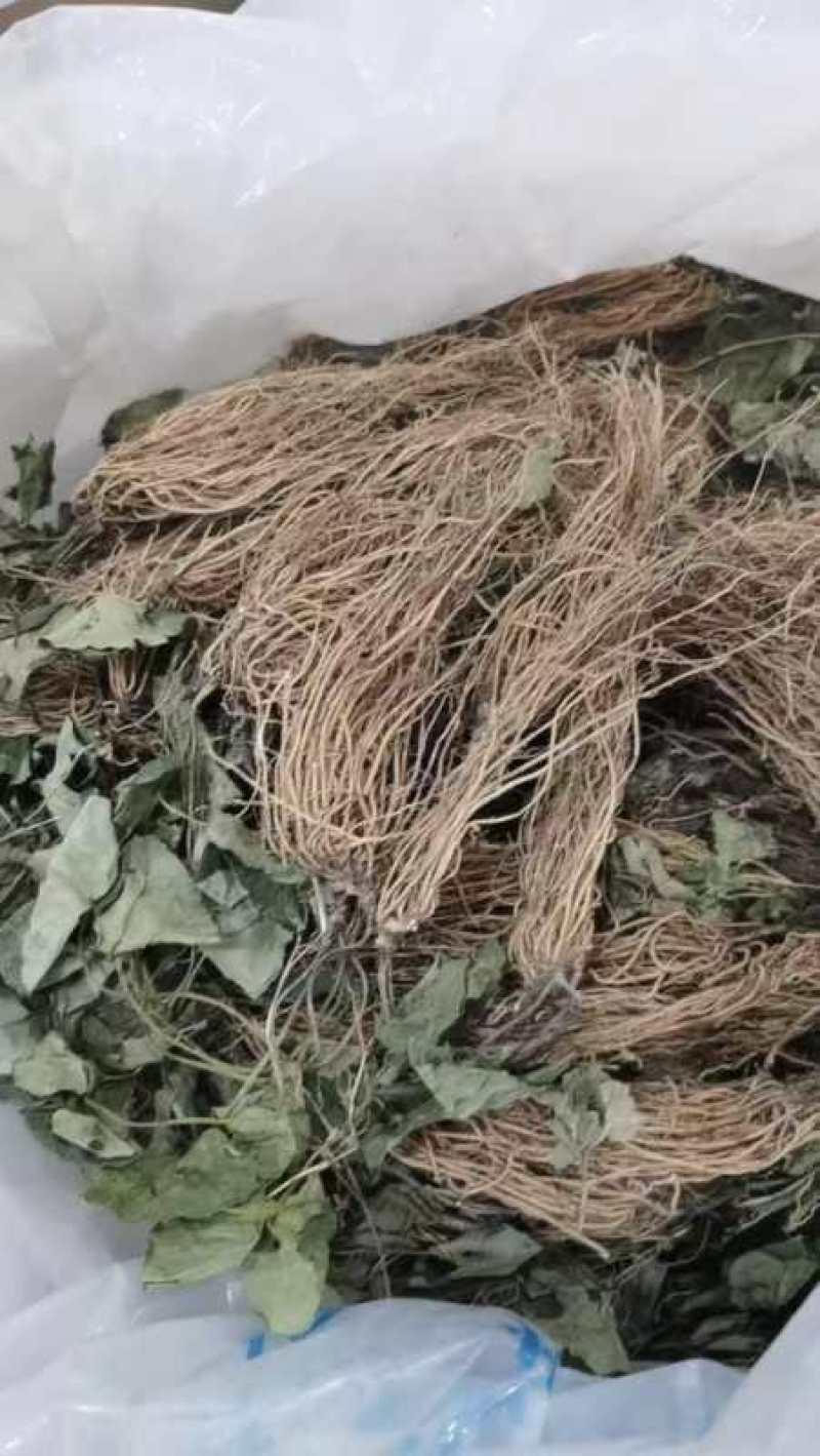 细辛，大巴山野生华细辛干货，适合家庭调味，农家乐