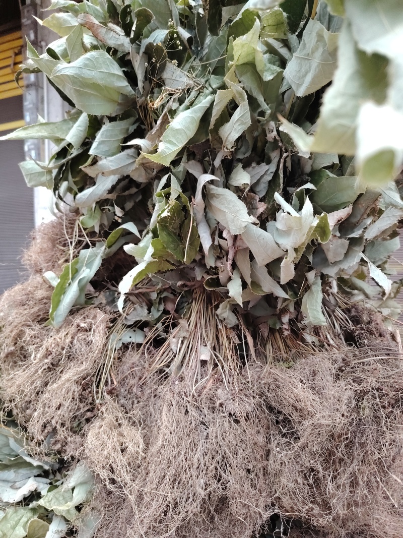 淫羊藿