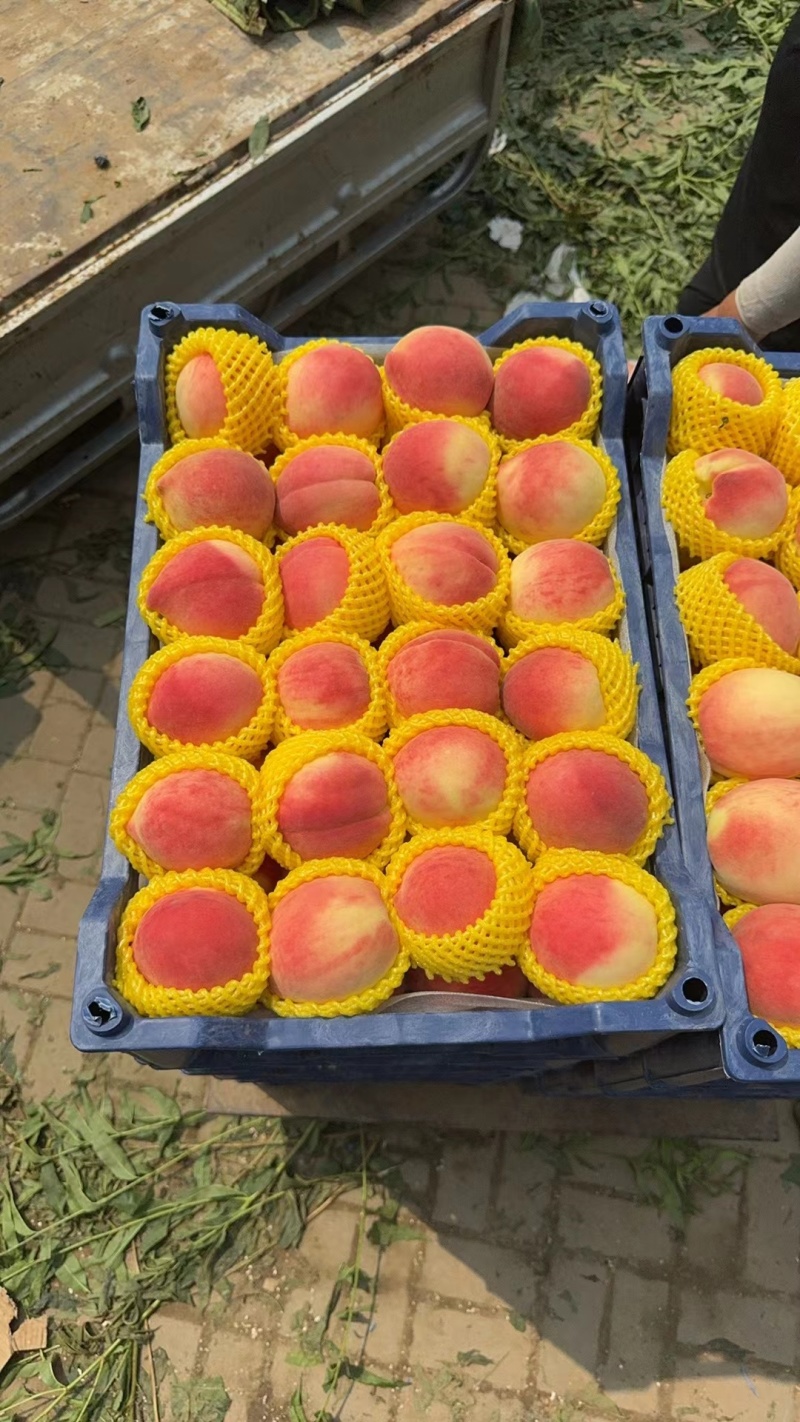 可甜可甜全红水蜜桃-个头大品质好-村里种无差价