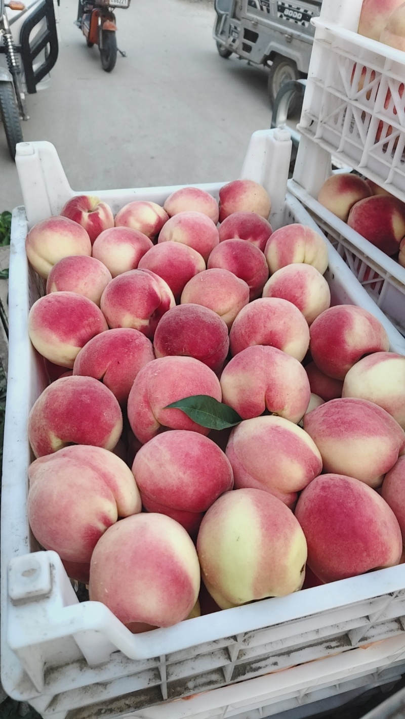 可甜可甜全红水蜜桃-个头大品质好-村里种无差价