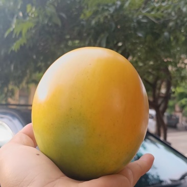黄晶果嫁接苗黄宝石黄晶果四季哪香黄晶果六号冬蜜熊赞
