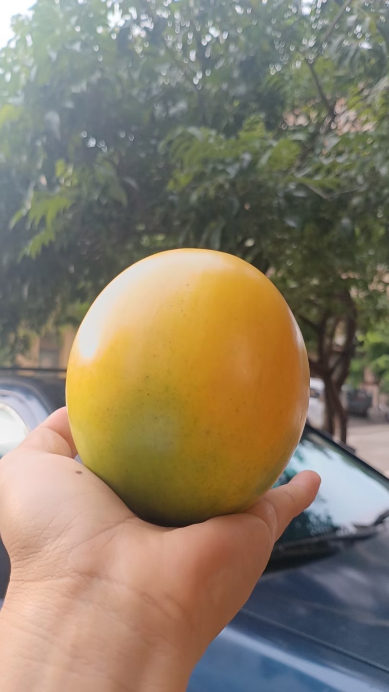 黄晶果嫁接苗黄宝石黄晶果四季哪香黄晶果六号冬蜜熊赞