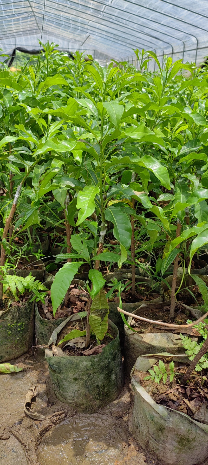 黄晶果嫁接苗黄宝石黄晶果四季哪香黄晶果六号冬蜜熊赞