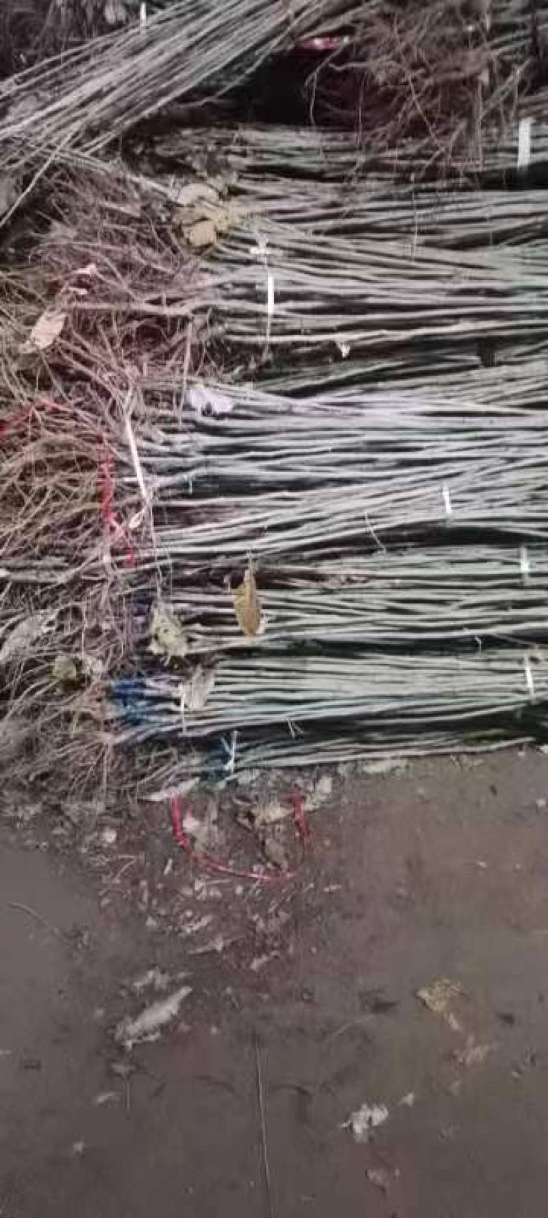 大红袍板栗苗，泰山薄壳板栗苗价格，嫁接板栗苗视频看货