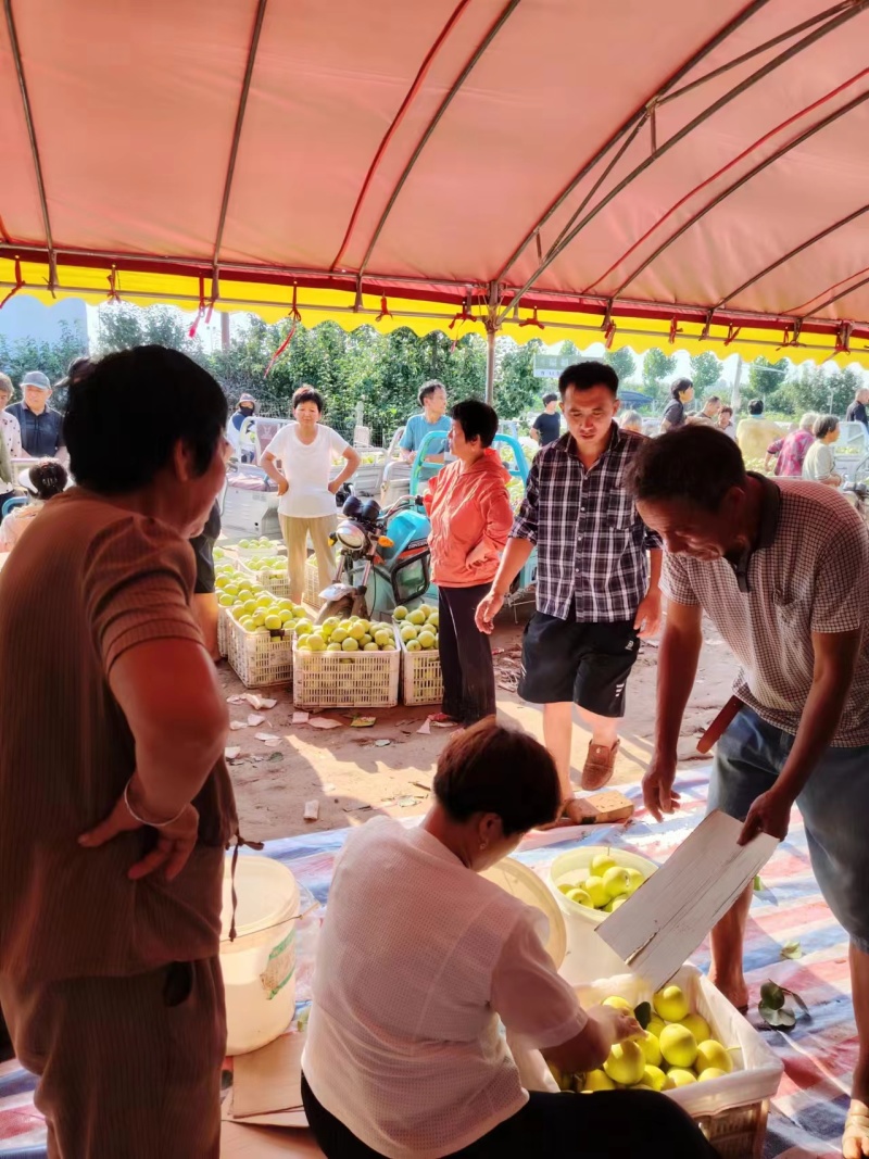 河南虞城万亩青皇冠