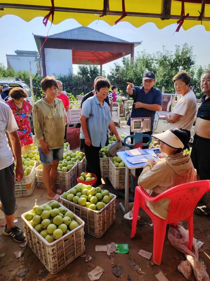 河南虞城万亩青皇冠