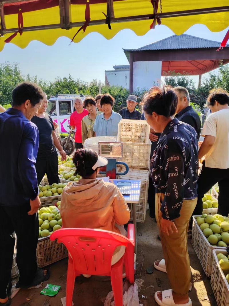 河南虞城万亩青皇冠