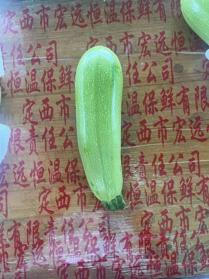 甘肃西葫芦-瓜型好-绿绿的-基地直发-精品西葫芦