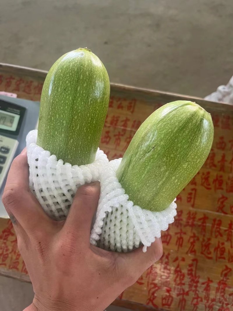 甘肃西葫芦-瓜型好-绿绿的-基地直发-精品西葫芦