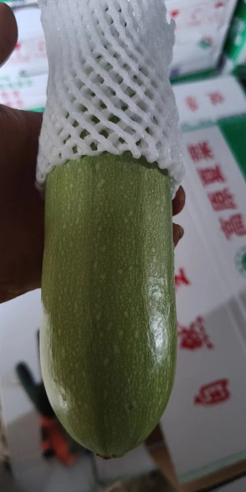 甘肃西葫芦-瓜型好-绿绿的-基地直发-精品西葫芦