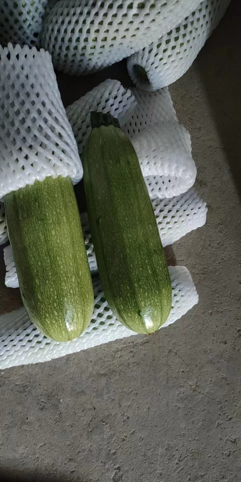 甘肃西葫芦-瓜型好-绿绿的-基地直发-精品西葫芦
