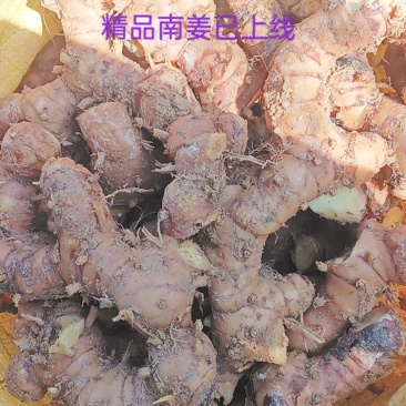 高山南姜