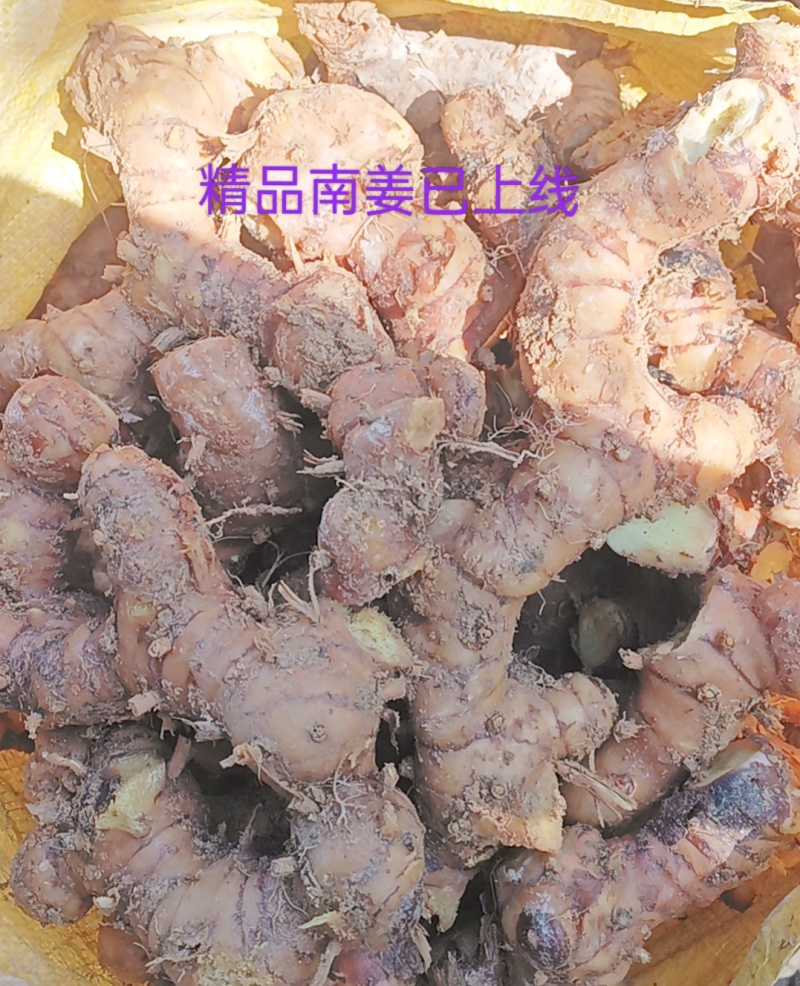 高山南姜