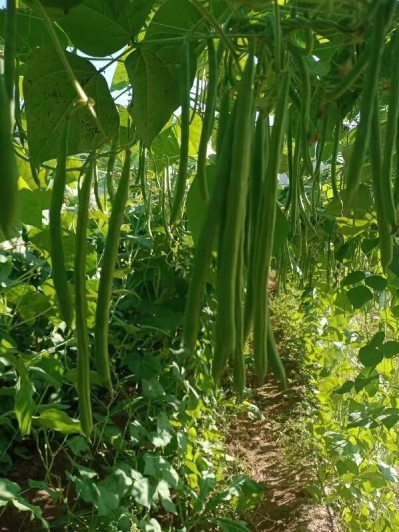 小金豆四季豆临沧大量有货一件代发场地直供可提供电商平台