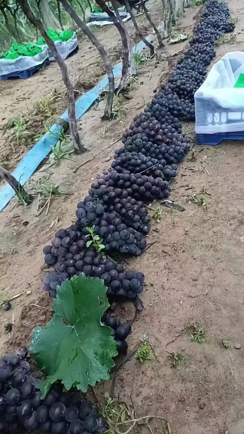 山东巨峰葡萄产地直供一手货源产地行情抢先看
