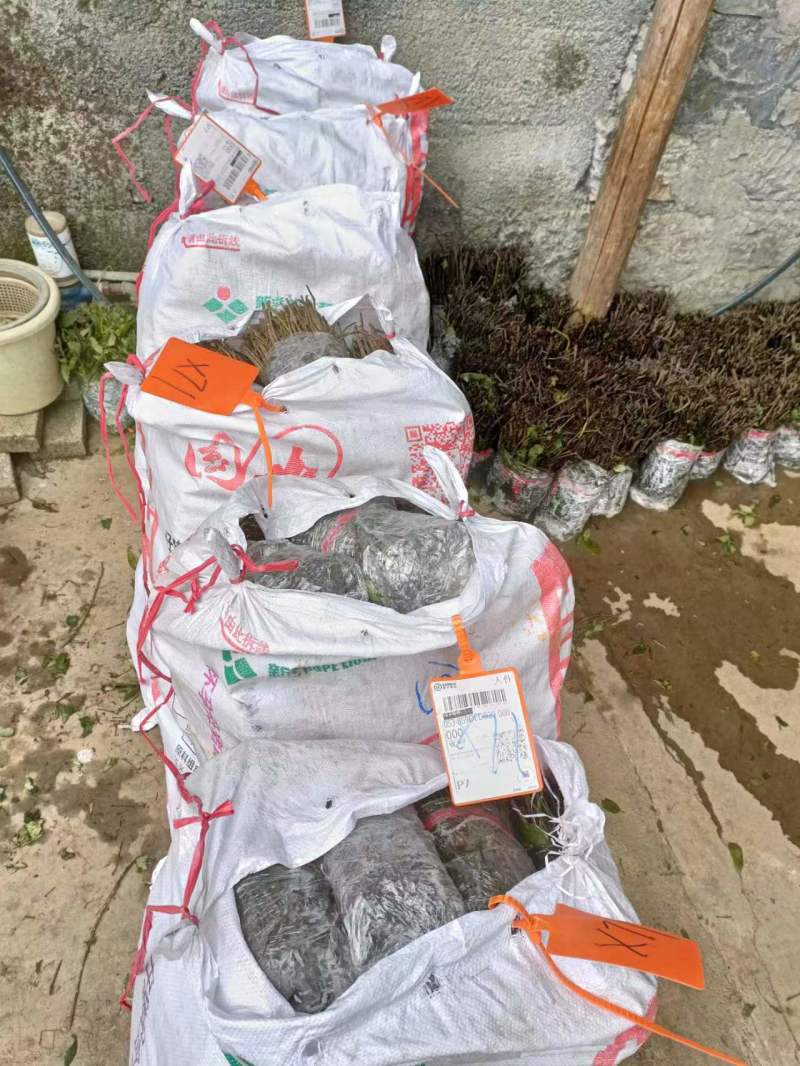 三叶青种苗