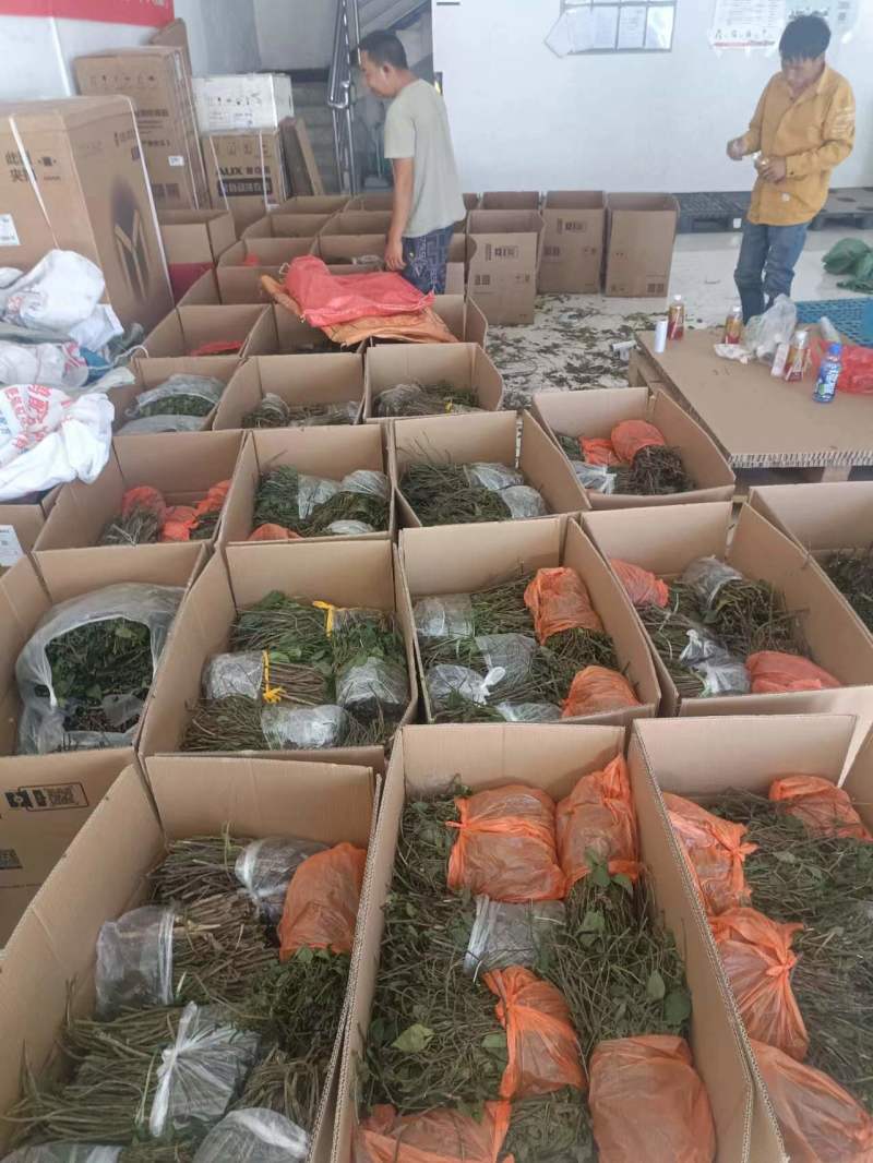 三叶青种苗
