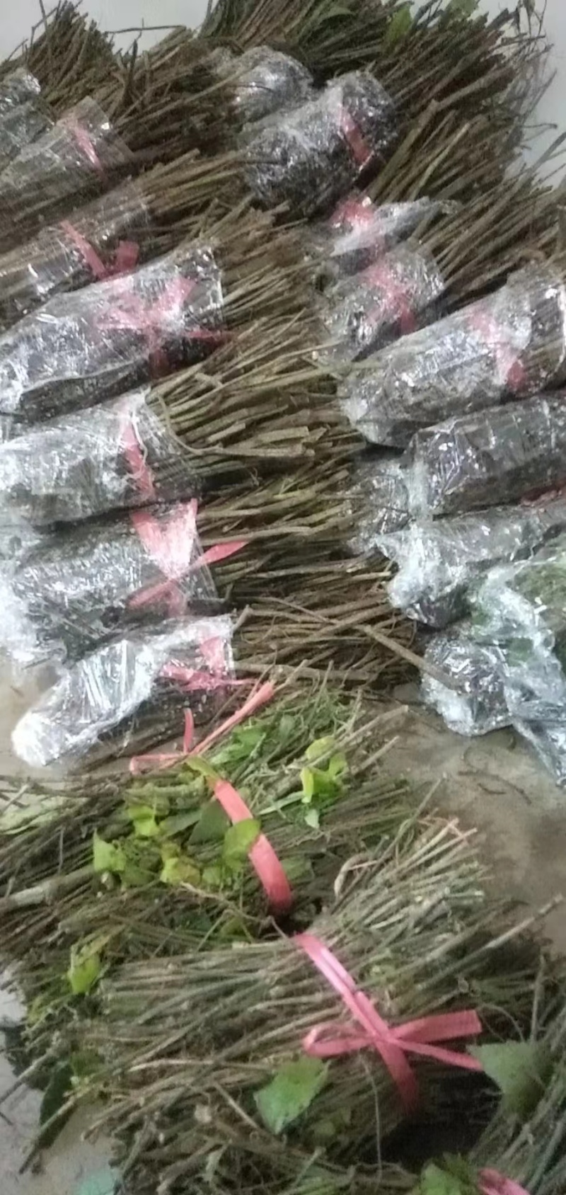 三叶青种苗