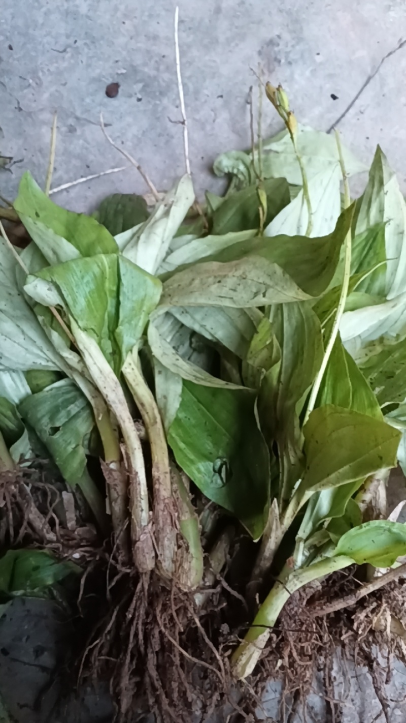 野生见血清，又名羊耳蒜，矮胖儿，鲜货，现挖现发。