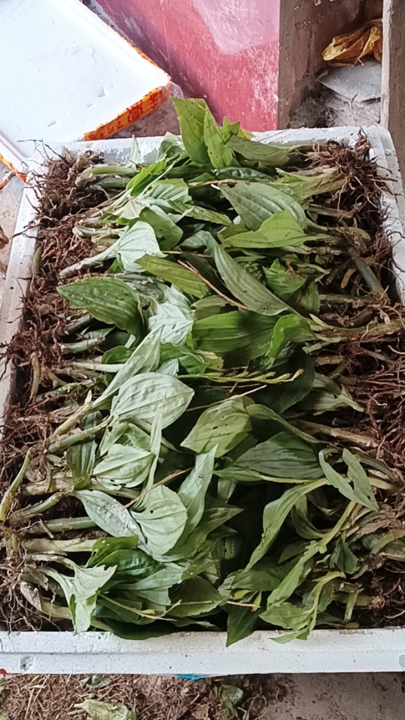 野生见血清，又名羊耳蒜，矮胖儿，鲜货，现挖现发。