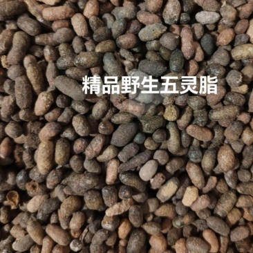 中药材，精品五灵脂干净无杂质