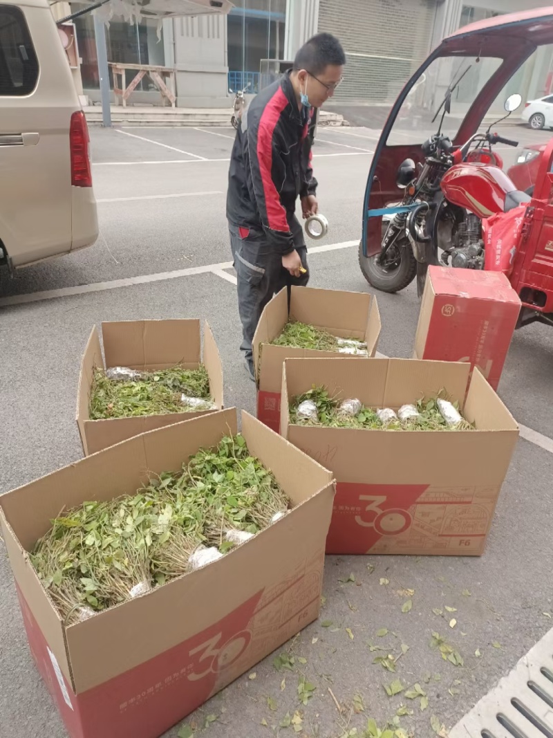 三叶青种苗