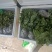 三叶青种苗