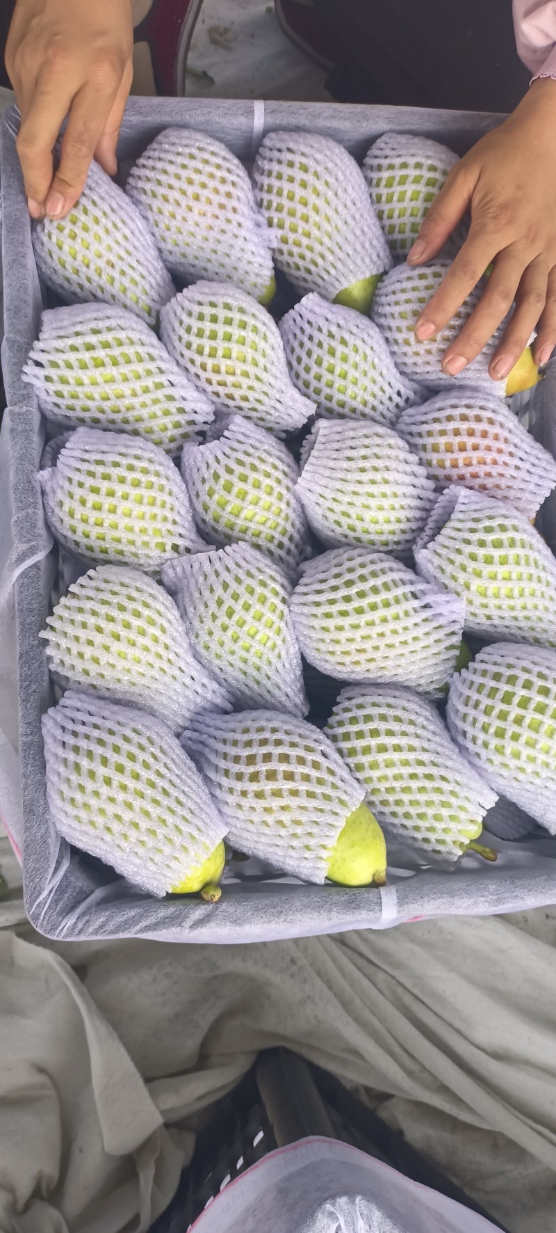甘肃兰州红古巴梨