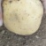 优质土豆供应，沃土，实验一，大吨位接单，万亩种植面积