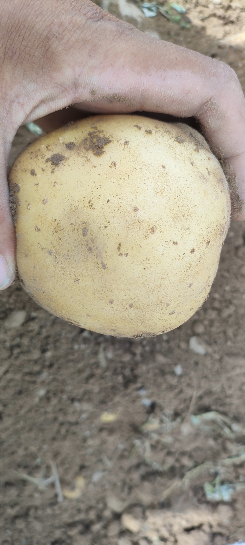 优质土豆供应，沃土，实验一，大吨位接单，万亩种植面积