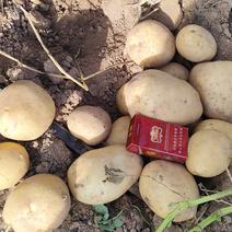 优质土豆供应，沃土，实验一，大吨位接单，万亩种植面积