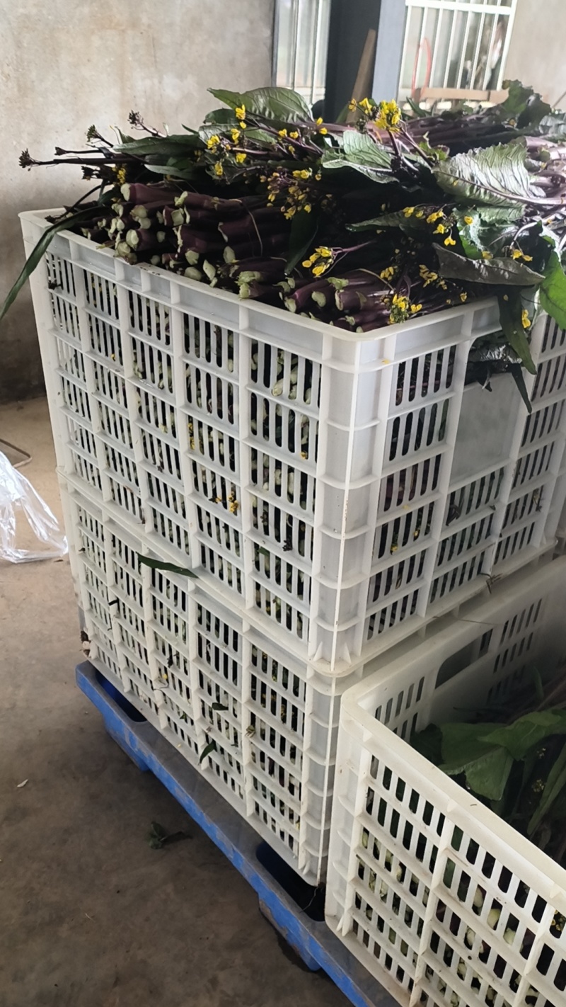 湖北精红菜苔源头好货产地直发无空心无虫眼现采先发