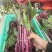 湖北精红菜苔源头好货产地直发无空心无虫眼现采先发