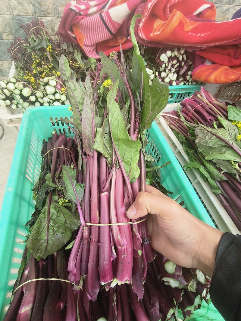 湖北精红菜苔源头好货产地直发无空心无虫眼现采先发