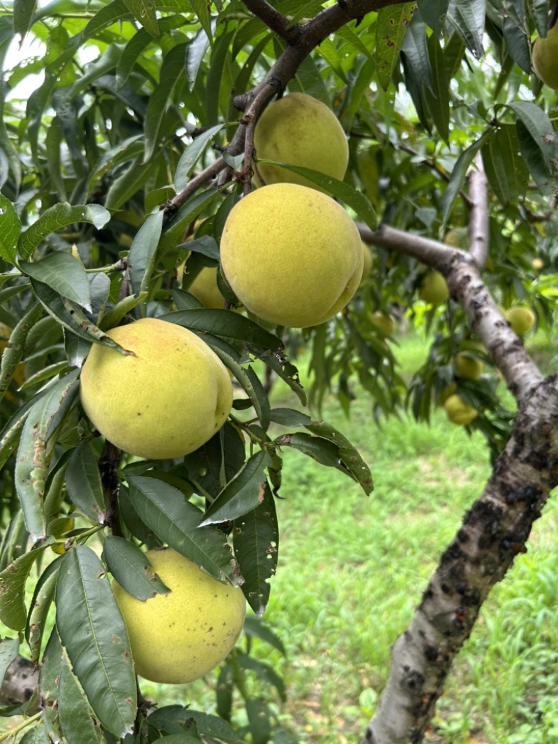 三湖农场锦绣黄桃