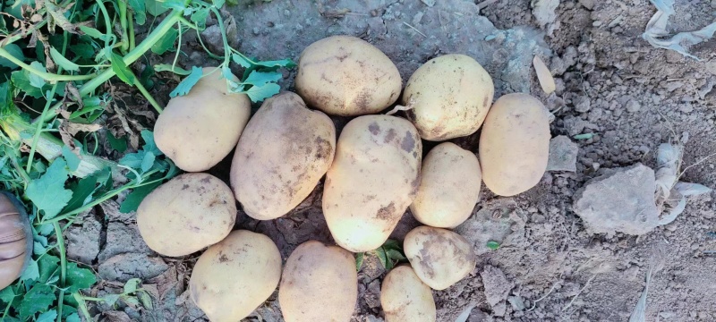 优质土豆供应，沃土，实验一，大吨位接单，万亩种植面积