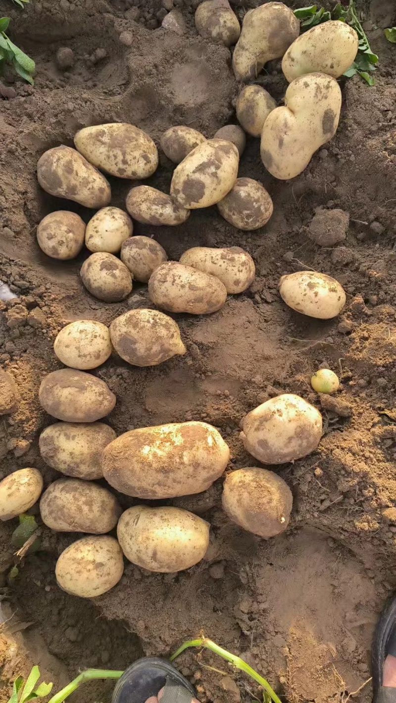 优质土豆供应，沃土，实验一，大吨位接单，万亩种植面积