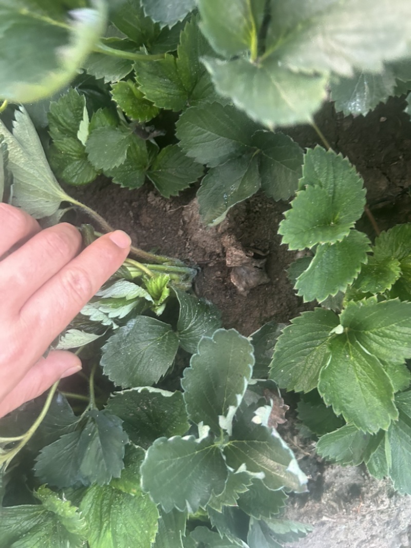 长丰大叶红颜草莓苗