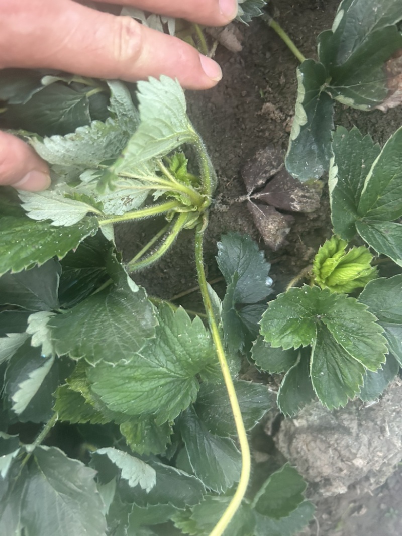 长丰大叶红颜草莓苗