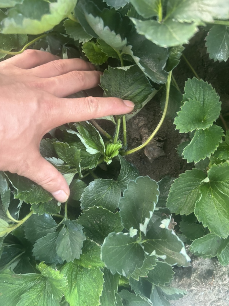 长丰大叶红颜草莓苗