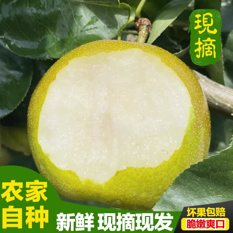 翠冠梨产地看货论价保质保量量大从优支持发货
